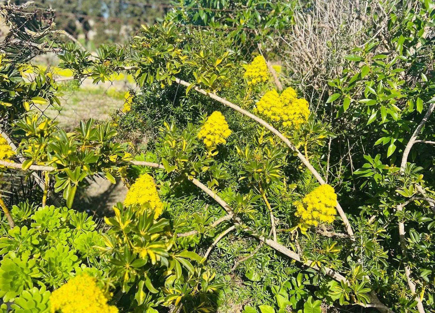 Es Puig Βίλα Santa Margalida Σπίτι διακοπών